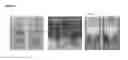 Fig. 06 - COATING FOR METAL NANOPARTICLES