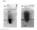 Fig. 09 - COATING FOR METAL NANOPARTICLES