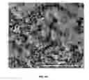 Fig. 06 - Bifunctional Bioactive Antibacterial Coatings, and Process for Coating Implant Surfaces Therewith