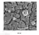 Fig. 08 - Bifunctional Bioactive Antibacterial Coatings, and Process for Coating Implant Surfaces Therewith