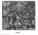 Fig. 09 - Bifunctional Bioactive Antibacterial Coatings, and Process for Coating Implant Surfaces Therewith