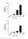 Fig. 24 - DIPOLE ELECTRICAL STIMULATION EMPLOYING DIRECT CURRENT FOR RECOVERY FROM SPINAL CORD INJURY
