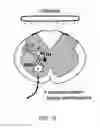 Fig. 35 - DIPOLE ELECTRICAL STIMULATION EMPLOYING DIRECT CURRENT FOR RECOVERY FROM SPINAL CORD INJURY