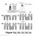Fig. 02 - Method of production of nanoporous membranes for water purification from metal ions at low differential pressures