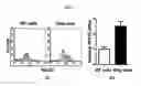 Fig. 08 - MICROFLUIDIC CHIP FOR SCREENING ANTICANCER DRUG RESISTANT CELLS AND USE THEREOF