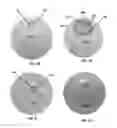 Fig. 02 - Rattle spherical dispensing cap
