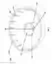 Fig. 05 - Rattle spherical dispensing cap