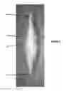 Fig. 03 - Blowable floccule insulation and method of making same