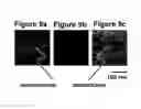 Fig. 10 - Nanonozzle device arrays: their preparation and use for macromolecular analysis