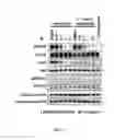 Fig. 06 - Inhibitors of EGFR and methods of use thereof
