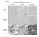 Fig. 03 - KDM4 INHIBITORS
