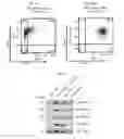 Fig. 05 - KDM4 INHIBITORS