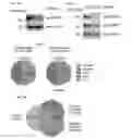 Fig. 19 - KDM4 INHIBITORS