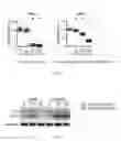 Fig. 05 - COMPOSITION HAVING COMPOUND ACCELERATING PHOSPHORYLATION OF AMPK AS EFFECTIVE COMPONENT