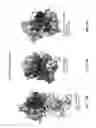Fig. 12 - Cystine knot scaffold platform