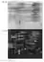 Fig. 03 - Antigens and T cell epitopes from cockroach and methods of making and using same