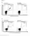 Fig. 30 - Peptides and combination of peptides for use in immunotherapy against leukemias and other cancers