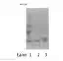 Fig. 35 - Antibodies, binding fragments, and methods of use