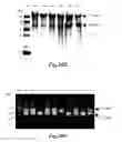 Fig. 28 - Methods for Treating Conditions Associated with MASP-2 Dependent Complement Activation