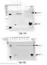 Fig. 34 - Methods for Treating Conditions Associated with MASP-2 Dependent Complement Activation