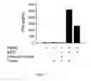 Fig. 04 - RECOMBINANT BI-SPECIFIC POLYPEPTIDE FOR COORDINATELY ACTIVATING TUMOR-REACTIVE T-CELLS AND NEUTRALIZING IMMUNE SUPPRESSION