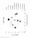 Fig. 72 - Functionalized resin having a polar linker