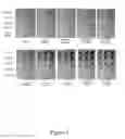 Fig. 02 - Compositions, Systems, Methods and Devices for Utilizing Microorganisms in Print