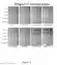Fig. 06 - Compositions, Systems, Methods and Devices for Utilizing Microorganisms in Print
