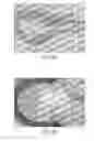 Fig. 11 - Tissue-engineered constructs
