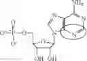 Fig. 101 - MODIFIED POLYNUCLEOTIDES FOR ALTERING CELL PHENOTYPE