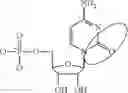 Fig. 95 - MODIFIED POLYNUCLEOTIDES FOR ALTERING CELL PHENOTYPE