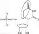 Fig. 97 - MODIFIED POLYNUCLEOTIDES FOR ALTERING CELL PHENOTYPE