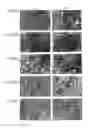 Fig. 03 - Neural cell populations from primate pluripotent stem cells