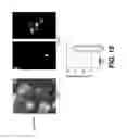 Fig. 38 - Production of red blood cells and platelets from stem cells