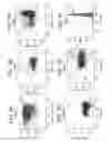 Fig. 09 - Use of small molecules to enhance MAFA expression in pancreatic endocrine cells