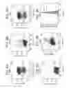Fig. 10 - Use of small molecules to enhance MAFA expression in pancreatic endocrine cells