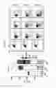 Fig. 08 - Method for the induction of arterial-type of hemogenic endothelium from hPSCS