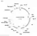 Fig. 14 - Plants with enhanced yield and methods of construction