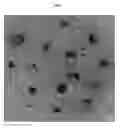 Fig. 05 - NATURAL RUBBER POLYMERASE GENE AND USES THEREOF