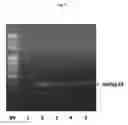 Fig. 06 - NATURAL RUBBER POLYMERASE GENE AND USES THEREOF