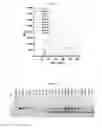 Fig. 06 - Staphylococcus lysin and use thereof