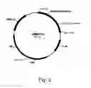 Fig. 05 - Polypeptides Having Xylanase Activity And Polynucleotides Thereof