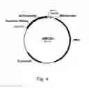 Fig. 06 - Polypeptides Having Xylanase Activity And Polynucleotides Thereof