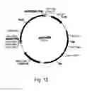 Fig. 14 - Polypeptides Having Xylanase Activity And Polynucleotides Thereof