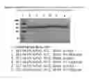 Fig. 09 - CELL-TARGETING MOLECULES COMPRISING AMINO-TERMINUS PROXIMAL OR AMINO-TERMINAL, SHIGA TOXIN A SUBUNIT EFFECTOR REGIONS