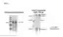 Fig. 07 - Method for developing lysine decarboxylase mutant and application thereof