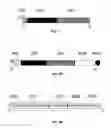 Fig. 08 - ERROR-PROOF NUCLEIC ACID LIBRARY CONSTRUCTION METHOD AND KIT