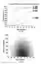 Fig. 24 - ERROR-PROOF NUCLEIC ACID LIBRARY CONSTRUCTION METHOD AND KIT