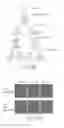 Fig. 22 - SELF-TARGETING GENOME EDITING SYSTEM