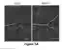 Fig. 08 - USE OF THERAPEUTIC AGENTS